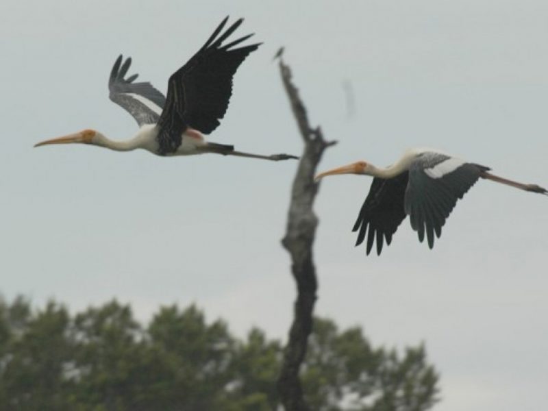 bird sanctuary in srilanka