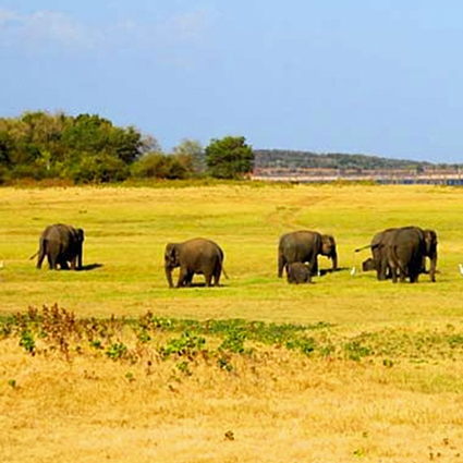 habarana best places in srilnaka