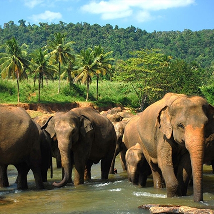 pinnawala elephants srilanka