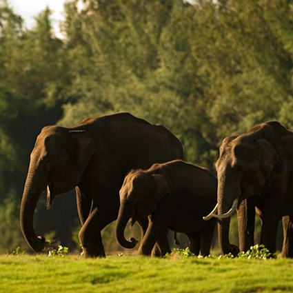 udawalawe Srilankan elephants wild life