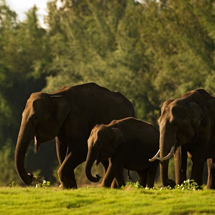 Srilankan elephants wild life