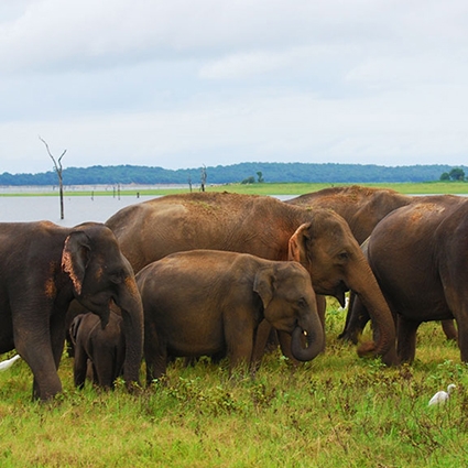 wilpattu wild life in sri lanka