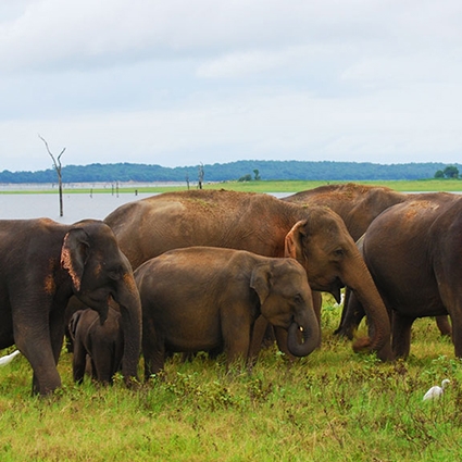 wild life in sri lanka