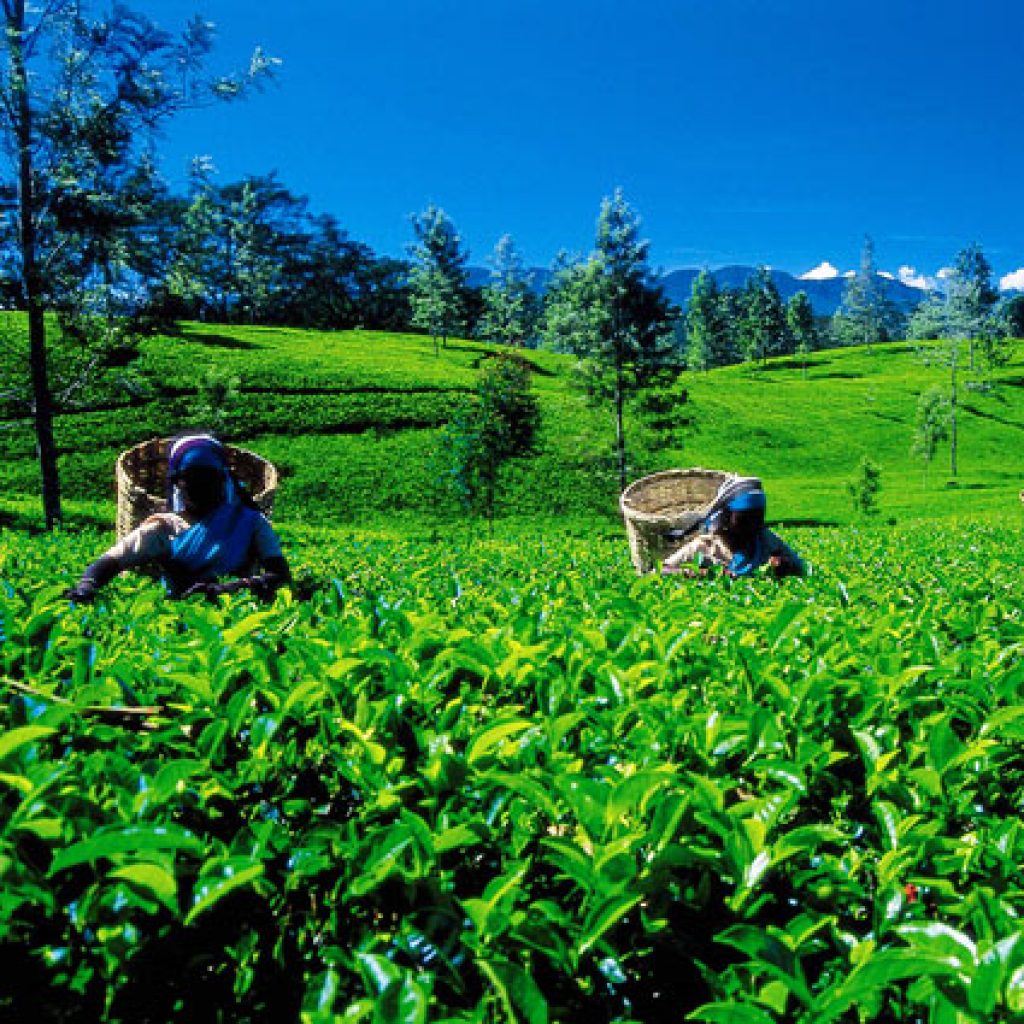 Пакистан шри ланка. Нувара Элия Шри Ланка. Шри Ланка чайные плантации. Нувара Элия Шри Ланка плантация. Нувара Элия экскурсия.
